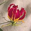 Flowers and gifts sent to your door