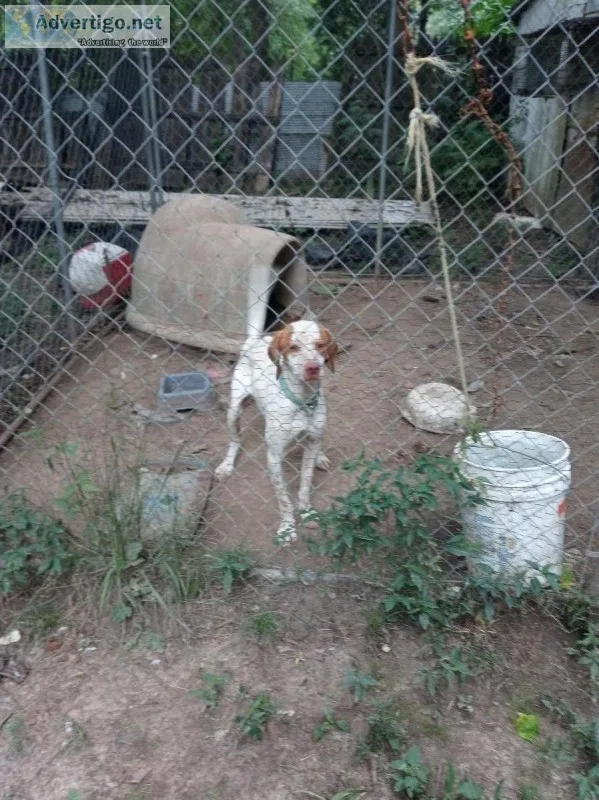 Bird dog