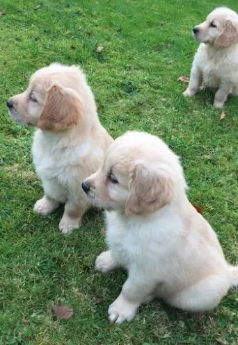 Amazing golden retriever puppies