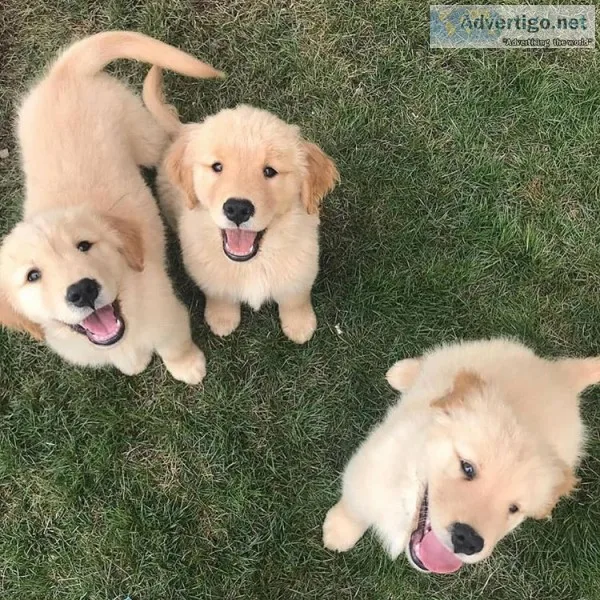 Amazing golden retriever puppies