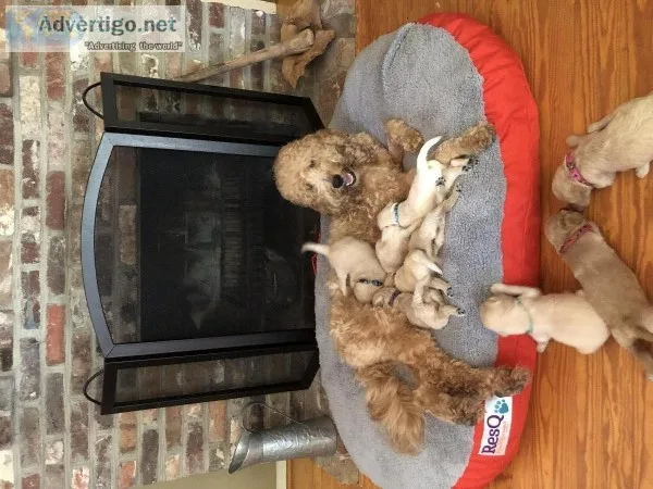 Goldendoodle puppies