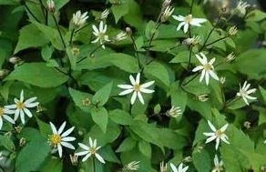 Purchase Aster divaricatus Woodland - 1 Gallon Pot