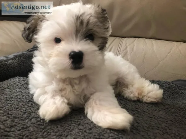 Yorkie toy poodle puppy girl Bella