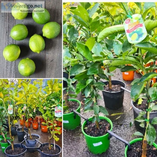 Shadygum - Buy all your garden supply needs Epping  Somerton gar