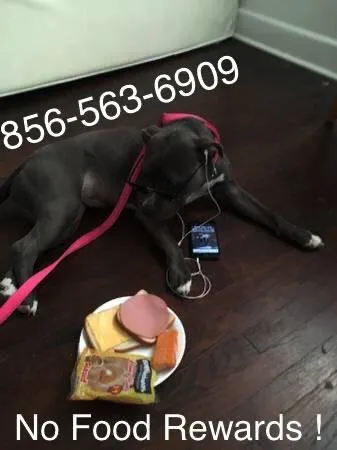 Complete canK9ine control