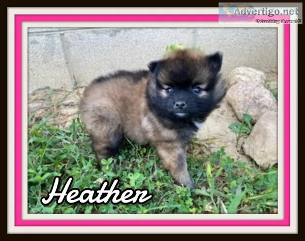 Heather Female ACA Pomeranian