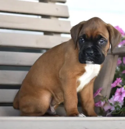 Boxer