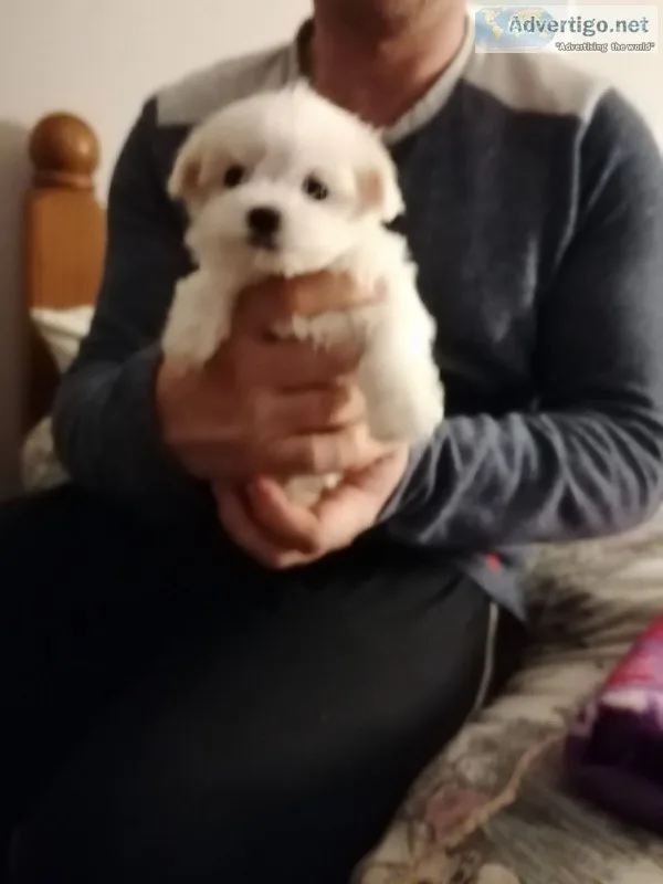 Maltese