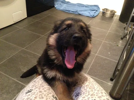 German sshepherd