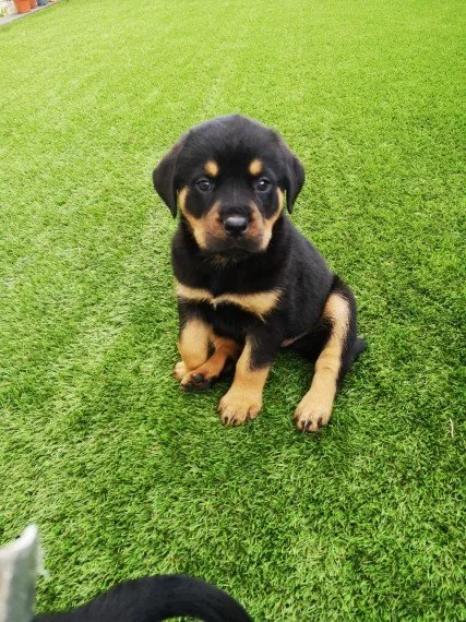 Rotweiler