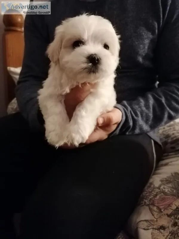 Maltese