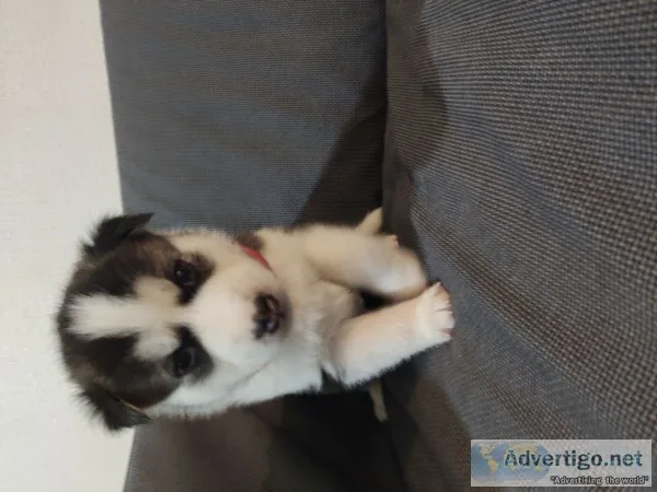 Siberian husky