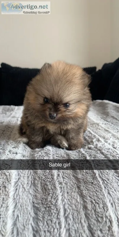 Pomeranian puppy