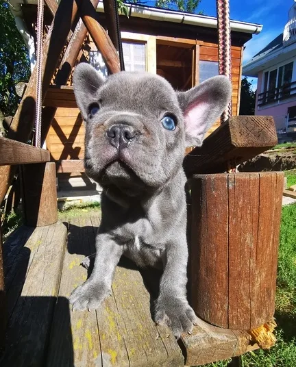 French bull dog