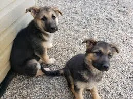 German sshepherd