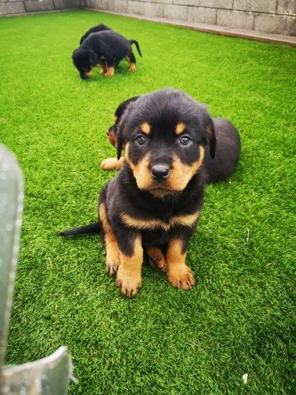 Rotweiler