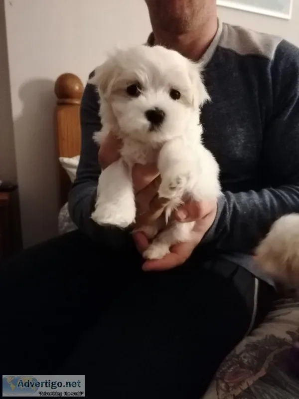 Maltese