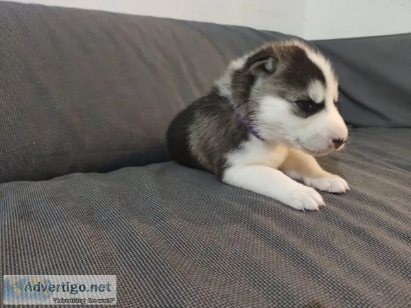 Siberian husky