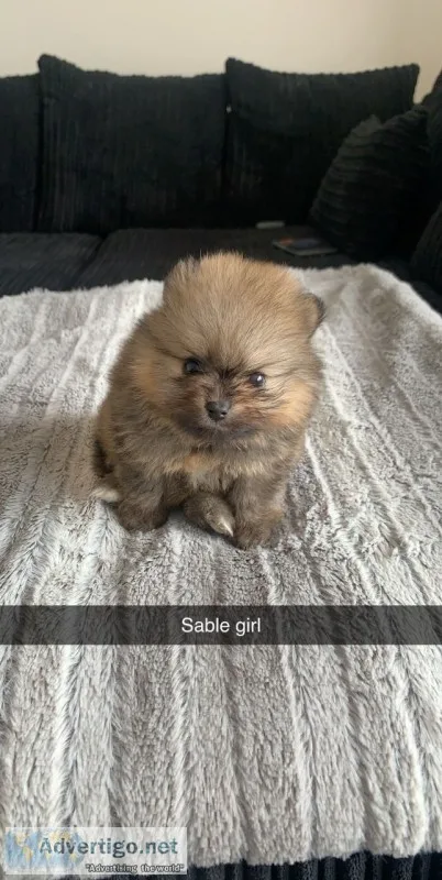 Pomeranian puppy