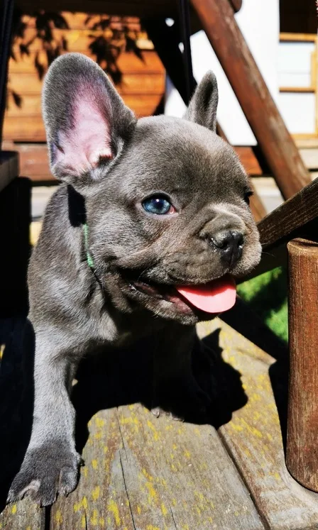 French bull dog