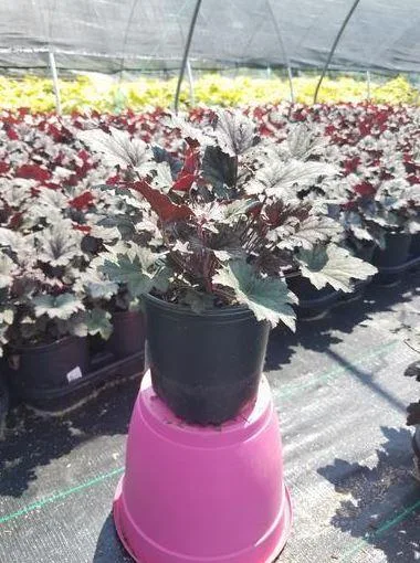 Shop Online Frosted Violet Coral Bells - 1 Gallon