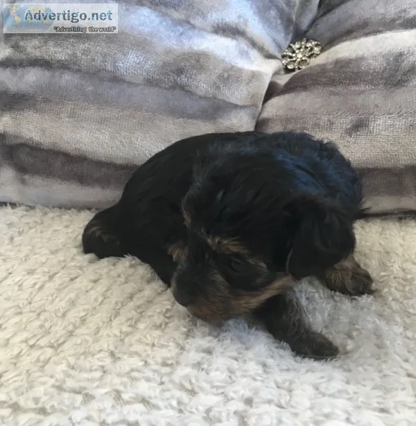 Yorkshire terrier