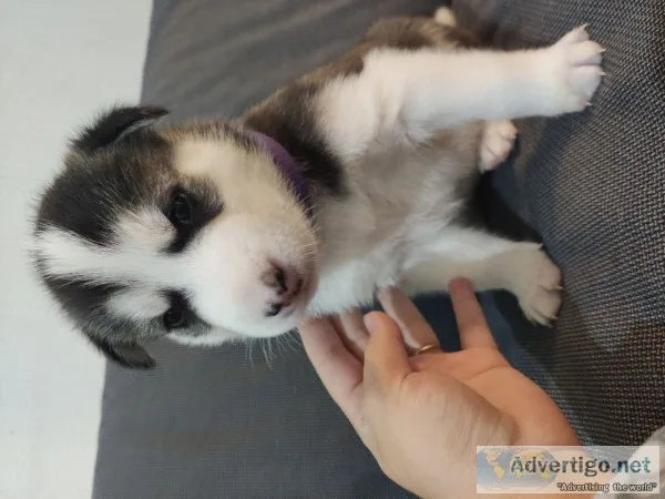 Siberian husky