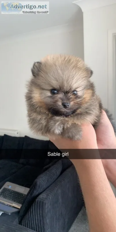Pomeranian puppy
