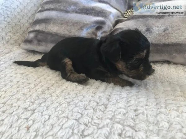 Yorkshire terrier