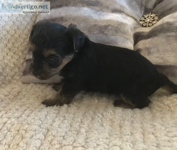 Yorkshire terrier