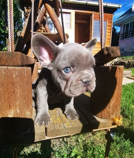 French bull dog