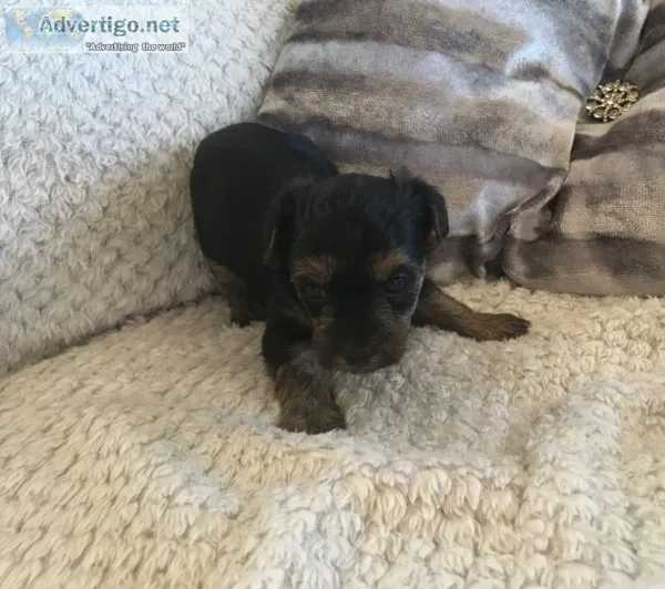 Yorkshire terrier