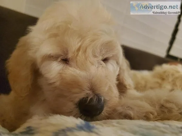 Male Goldendoodle
