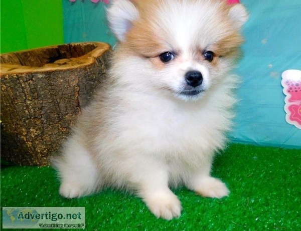 Playful Pomeranian Puppy For Sale