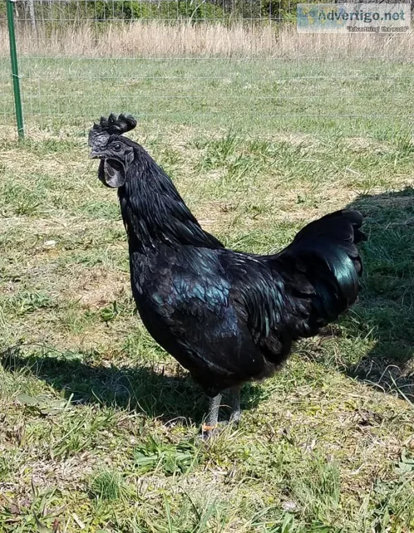 Black indonesian ayam cemani chickens
