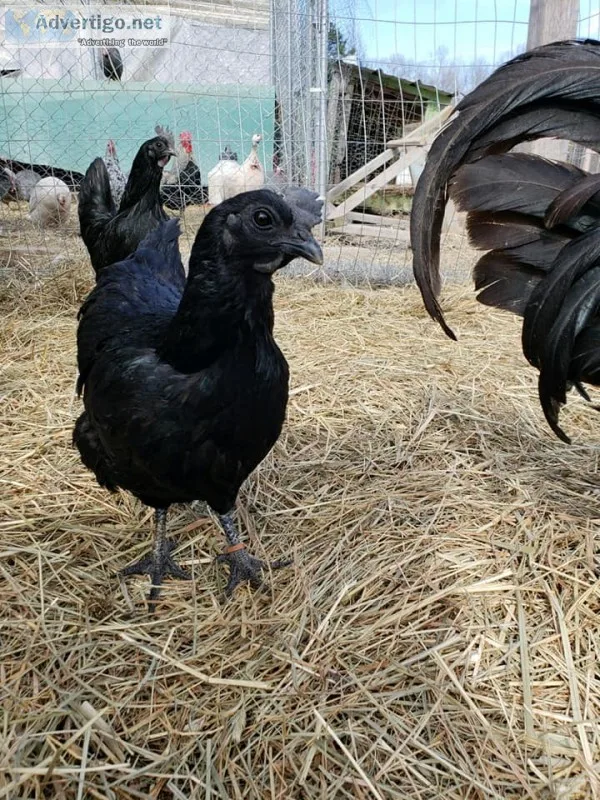 Black indonesian ayam cemani chickens