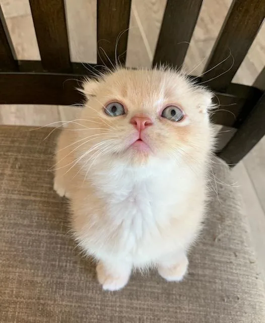 Scottish fold kittens.