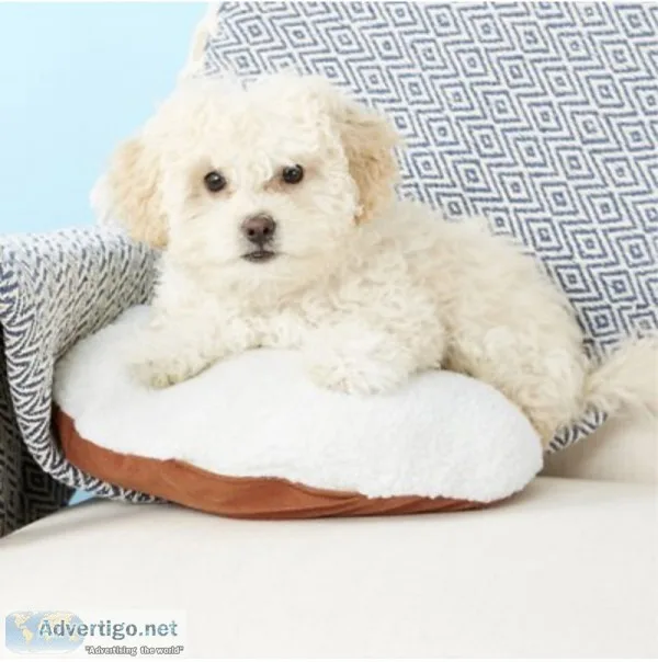 PetZu Heartbeat Dog Pillow