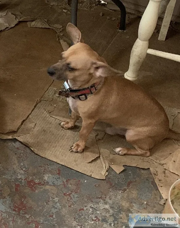 Bentley ( Dashund )