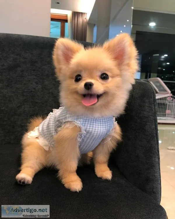 Cute chunky pomeranian puppies