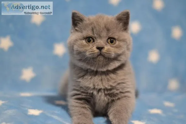 2 kittens.