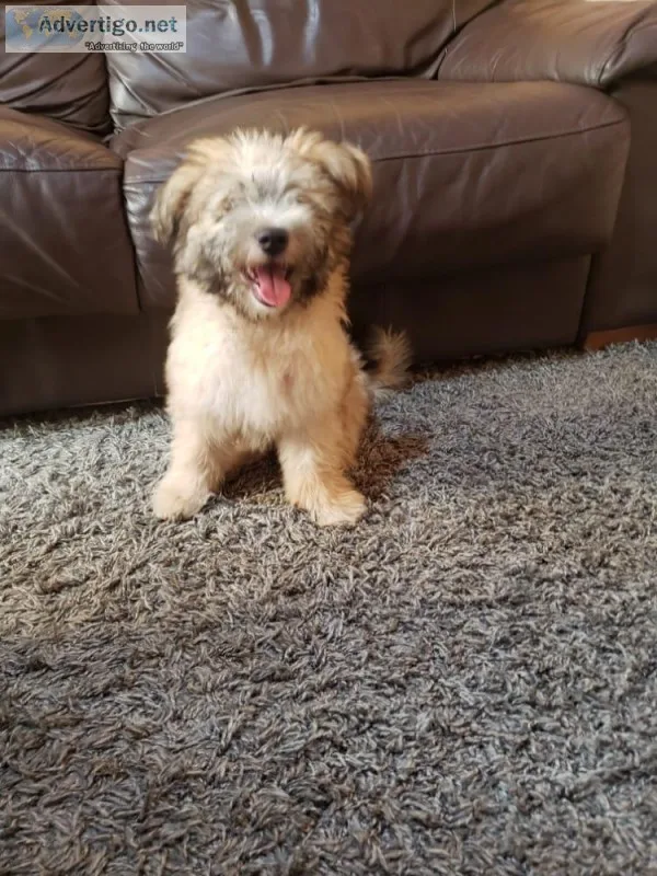 Maltese