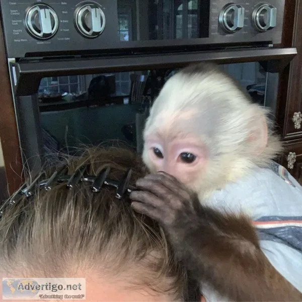 White face capuchin monkey
