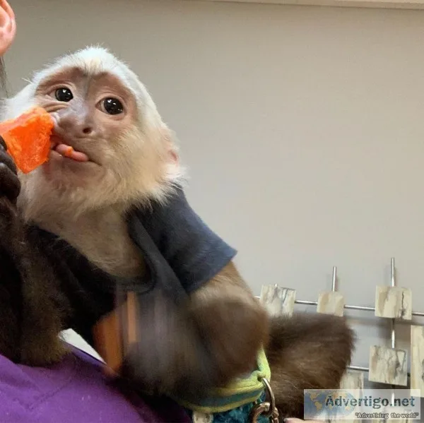 White face capuchin monkey