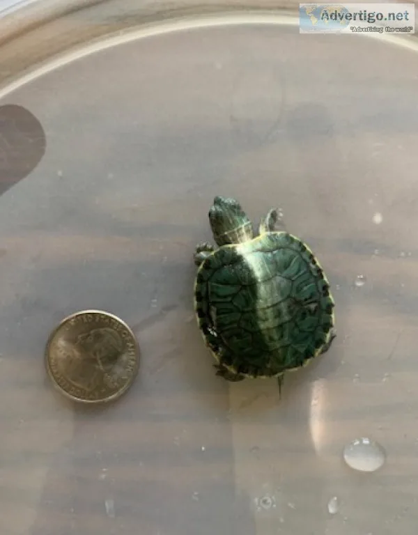 2 Baby Turtles
