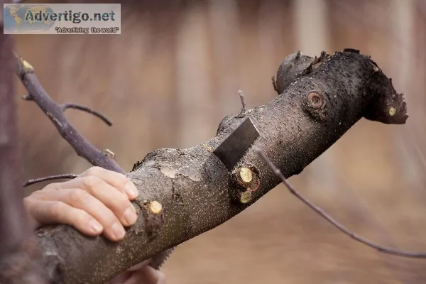 BEST TREE SERVICE IN NYC