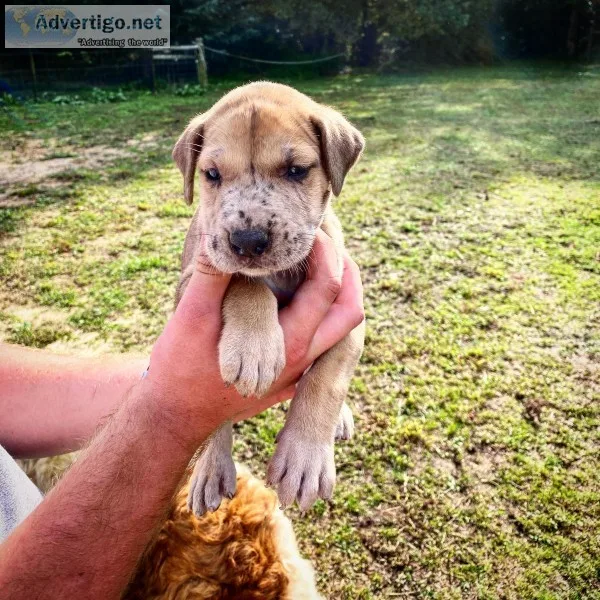 Great dane pups