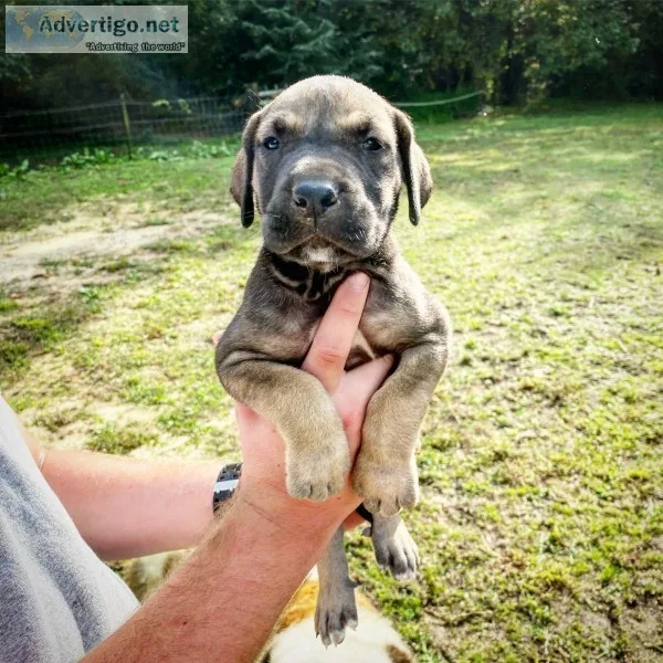 Great dane pups