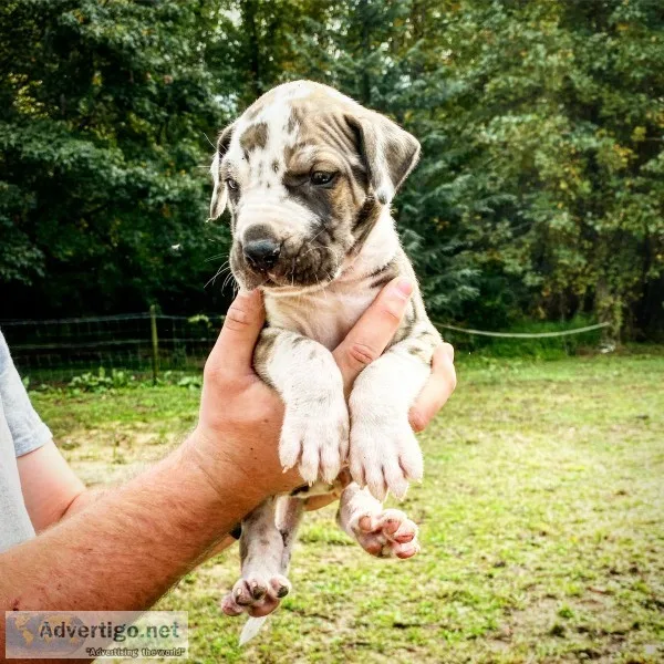 Great dane pups