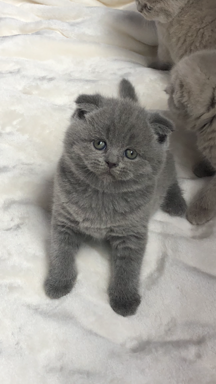 Cuddly loving Scottish Fold kittens.